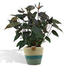 Anthurium andreanum Black Love met PURE mand - 45cm - Ø12 cm Sierplantenshop .