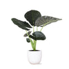 Alocasia Regal Shield Ø24cm - ↕110cm in Boule WIT pot.