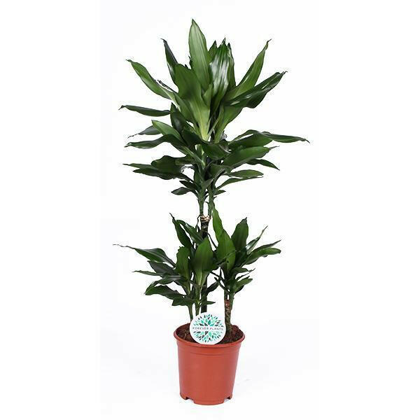 Dracaena Janet Lind Plant Ø21cm - Hoogte 90cm Sierplantenshop .