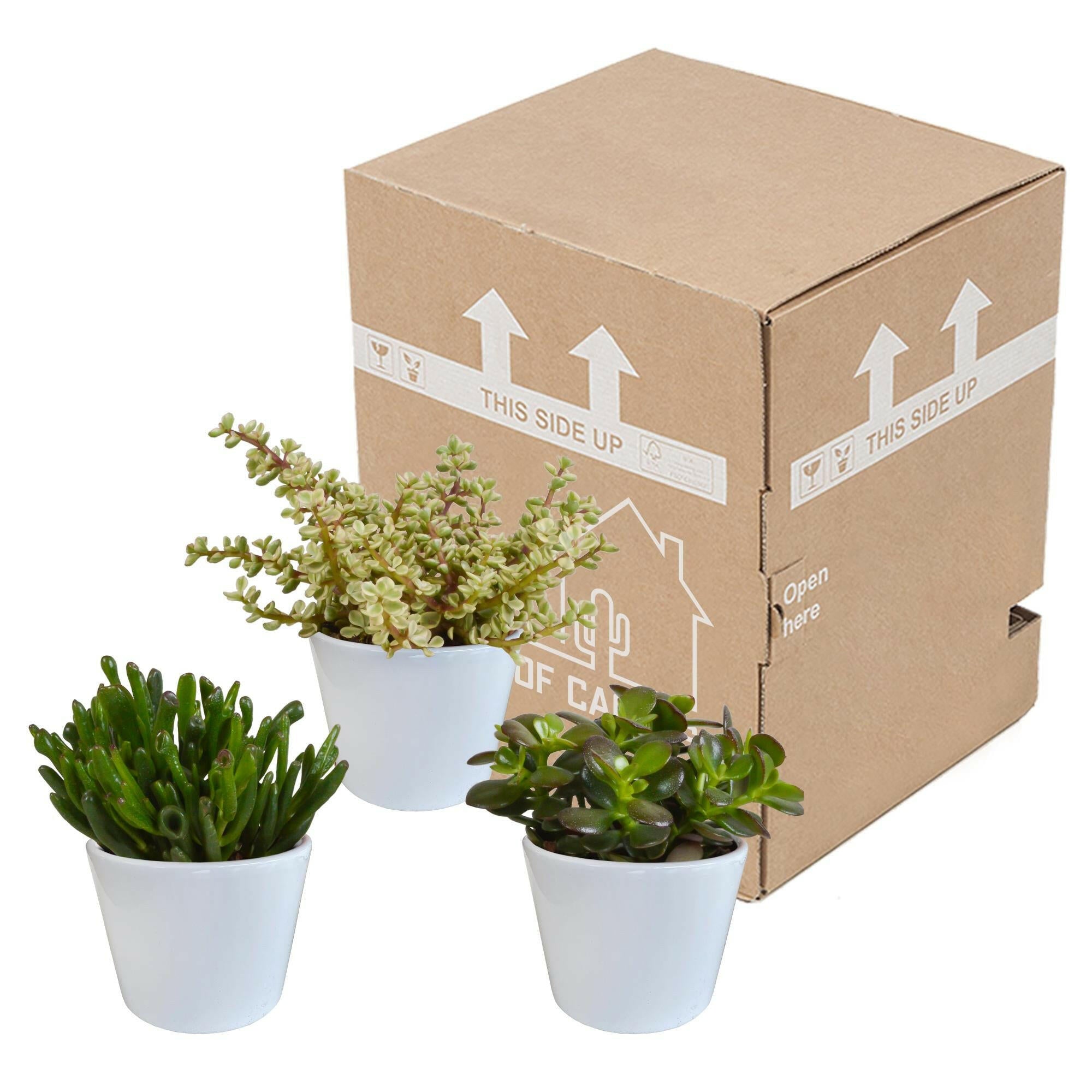 Crassula Plantenmix in Witte Pot - Set van 3 - 10,5 cm Sierplantenshop .