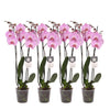 Phalaenopsis Elion Set van 4 - 3 takken - 60 cm hoogte - Ø12 cm pot | Sierplantenshop 