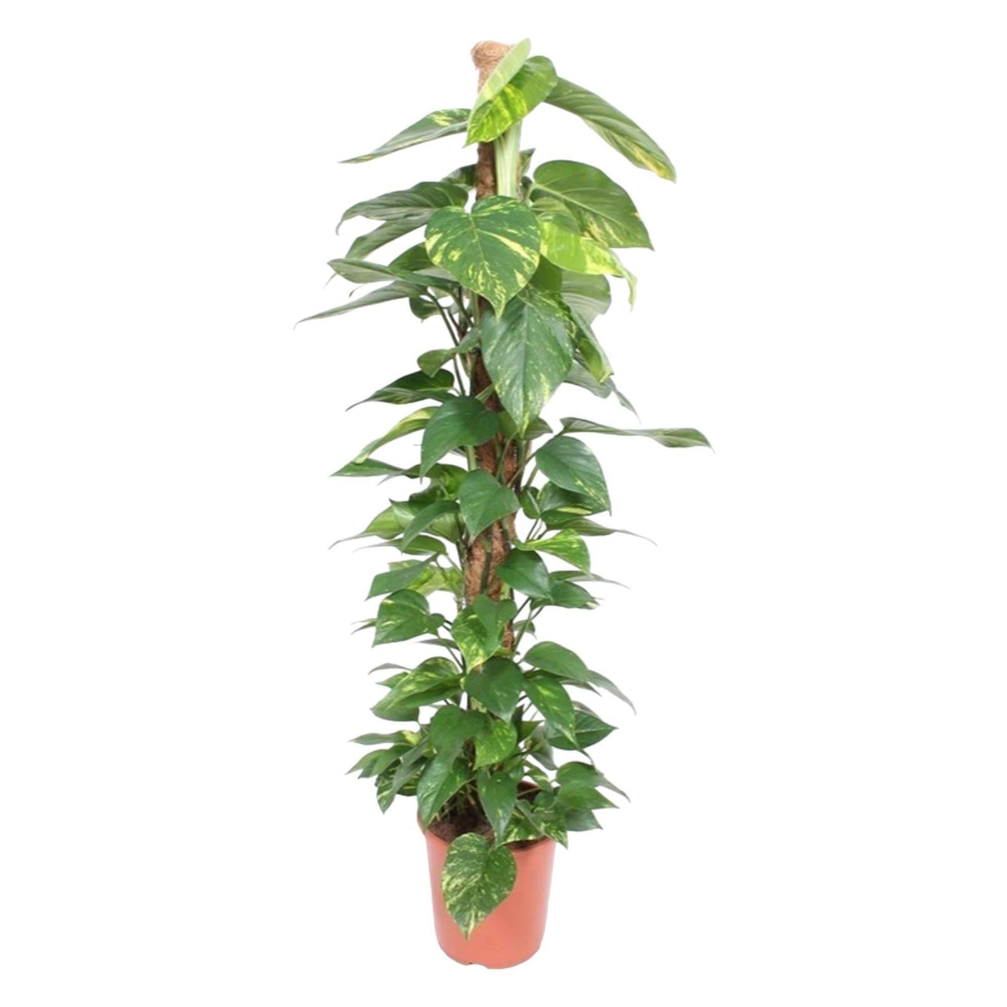 Epipremnum Aureum mosstok - 150 cm - ø27.