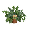 Phlebodium Davana - Elegante Sierplant - Ø17cm - Hoogte 45cm | Sierplantenshop 