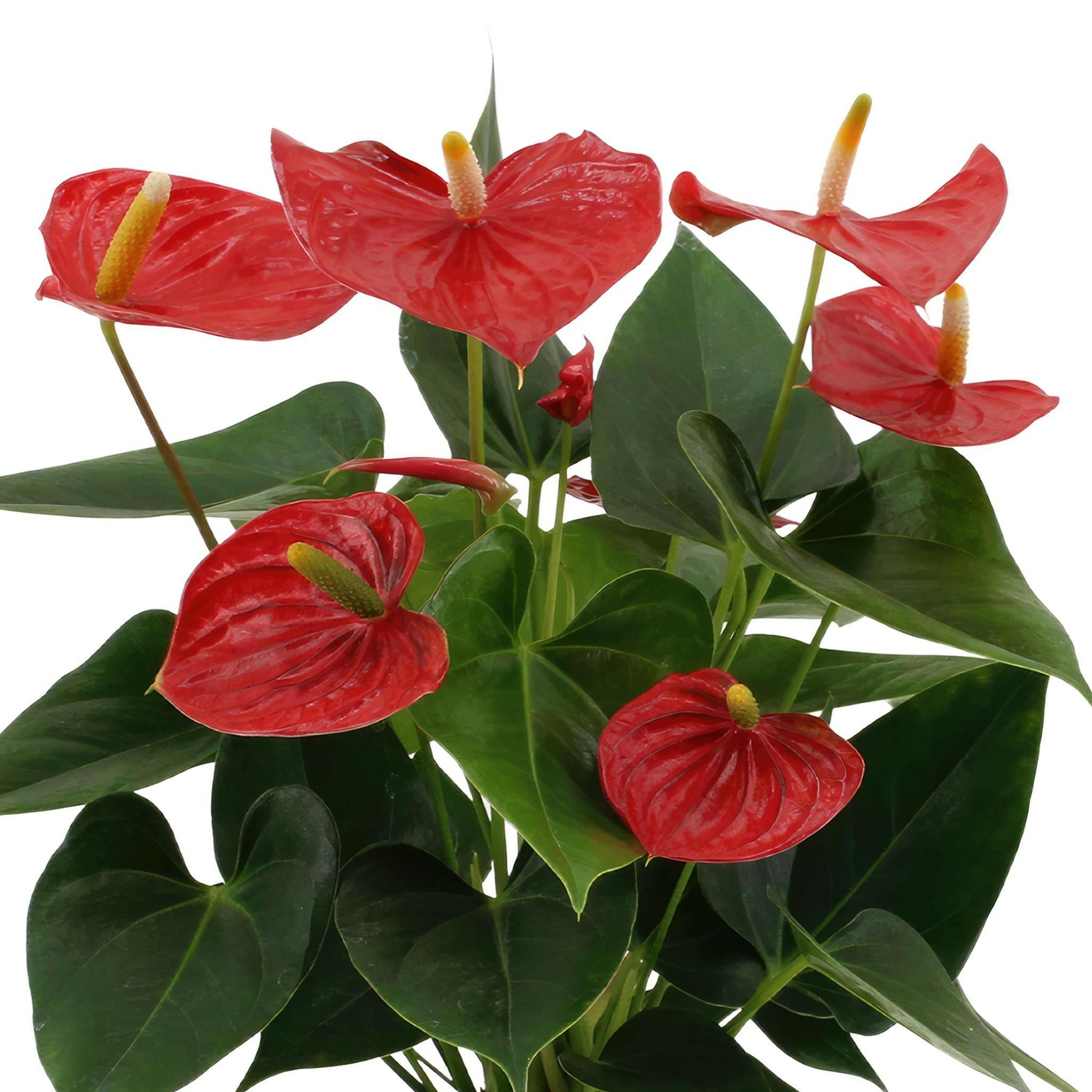 Elegante Anthurium Esudo in PURE Zink - 45cm - Ø12 Sierplantenshop .