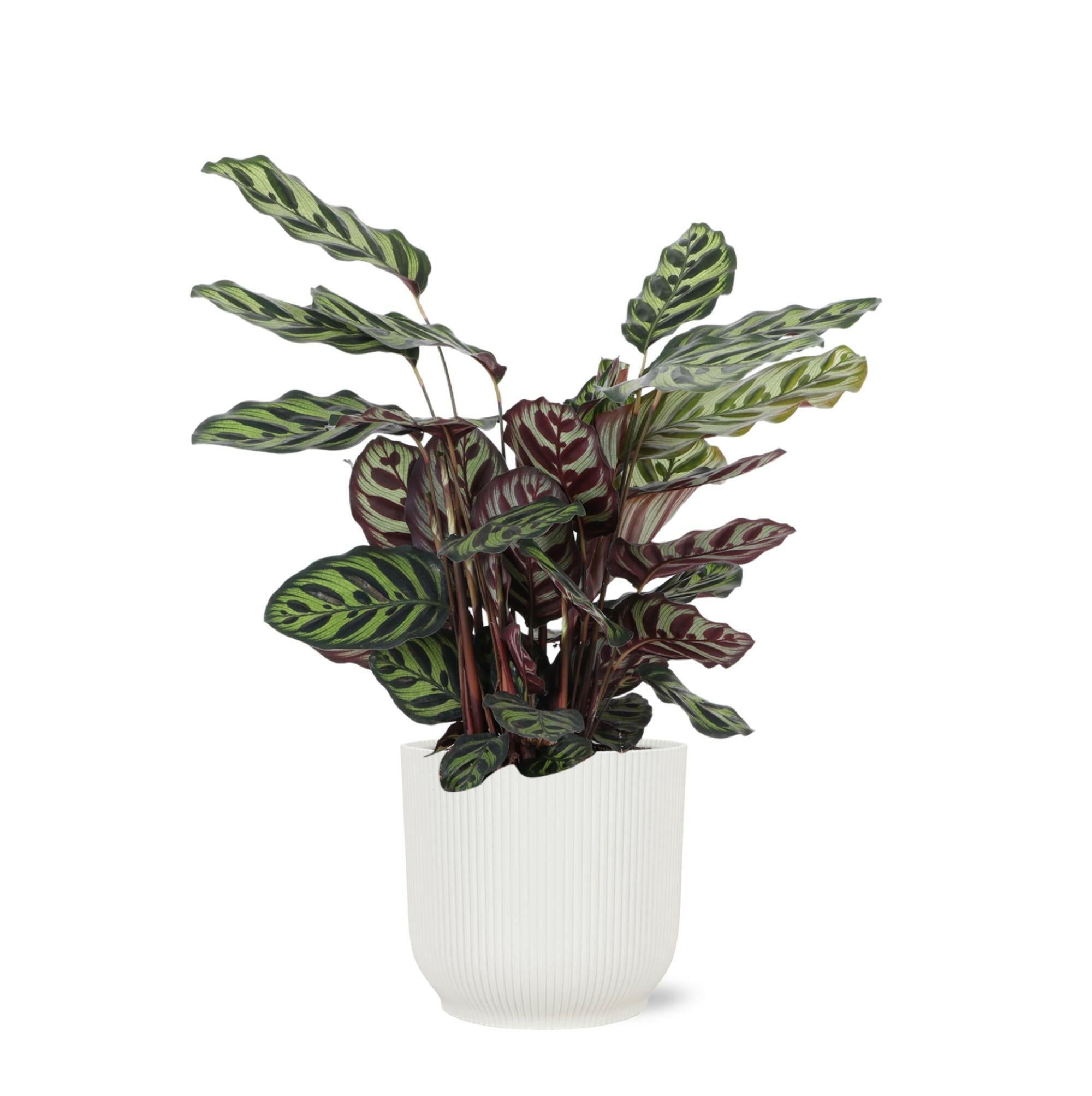 Calathea Makoyana in Witte Vibes Pot Ø21cm - Hoogte 70cm Sierplantenshop .