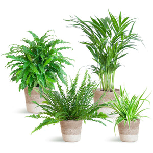 Areca Lutescens Diervriendelijke Planten Set voor een Groener Interieur Sierplantenshop .