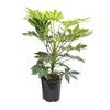 Fatsia Japonica Spinnenweb Plant - Ø24cm - Hoogte 75cm Sierplantenshop .