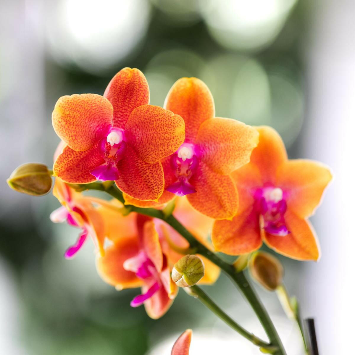 Phalaenopsis Geurige Oranje Orchideeën COMBI DEAL van 2 - Potmaat Ø9cm -↕35cm  Bloeiende Kamerplant Vers van de Kweker | Sierplantenshop 