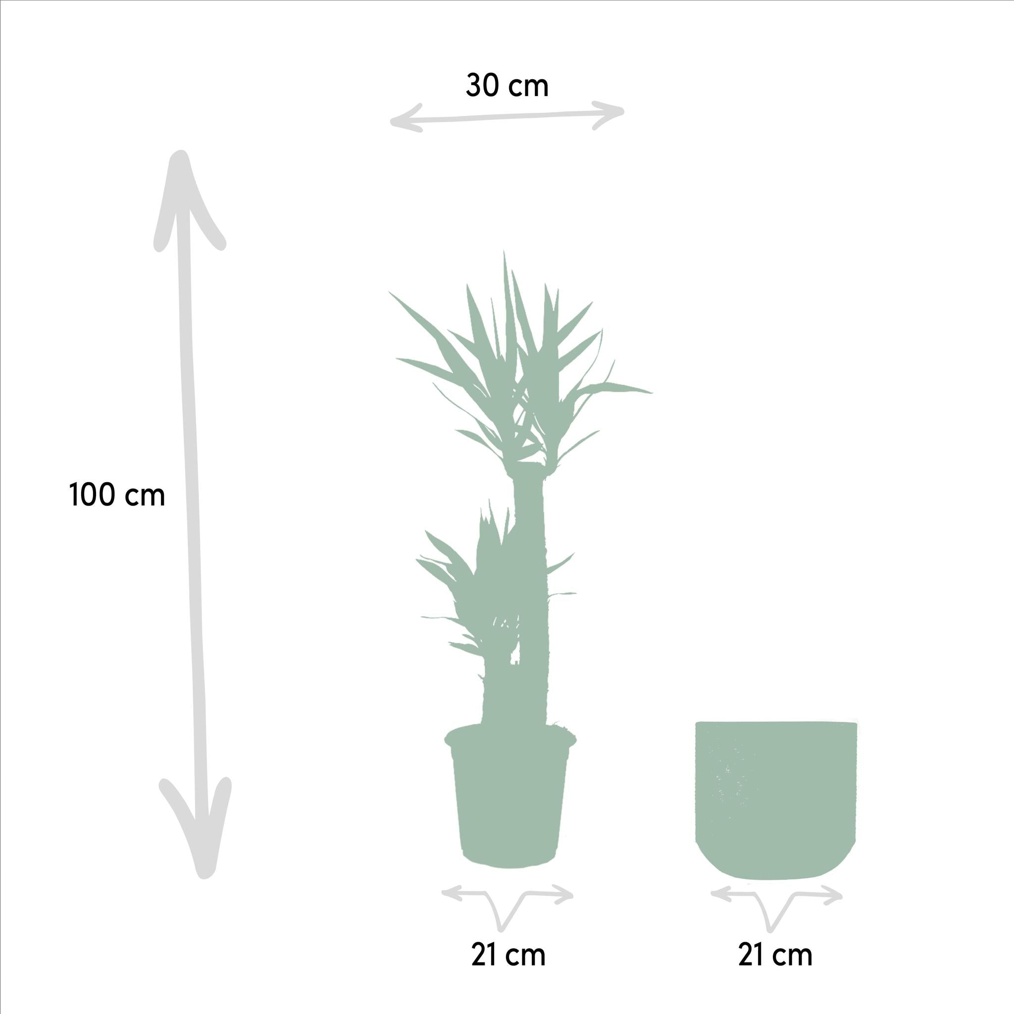 Yucca Yucca met pot - ↨100cm - Ø21cm
