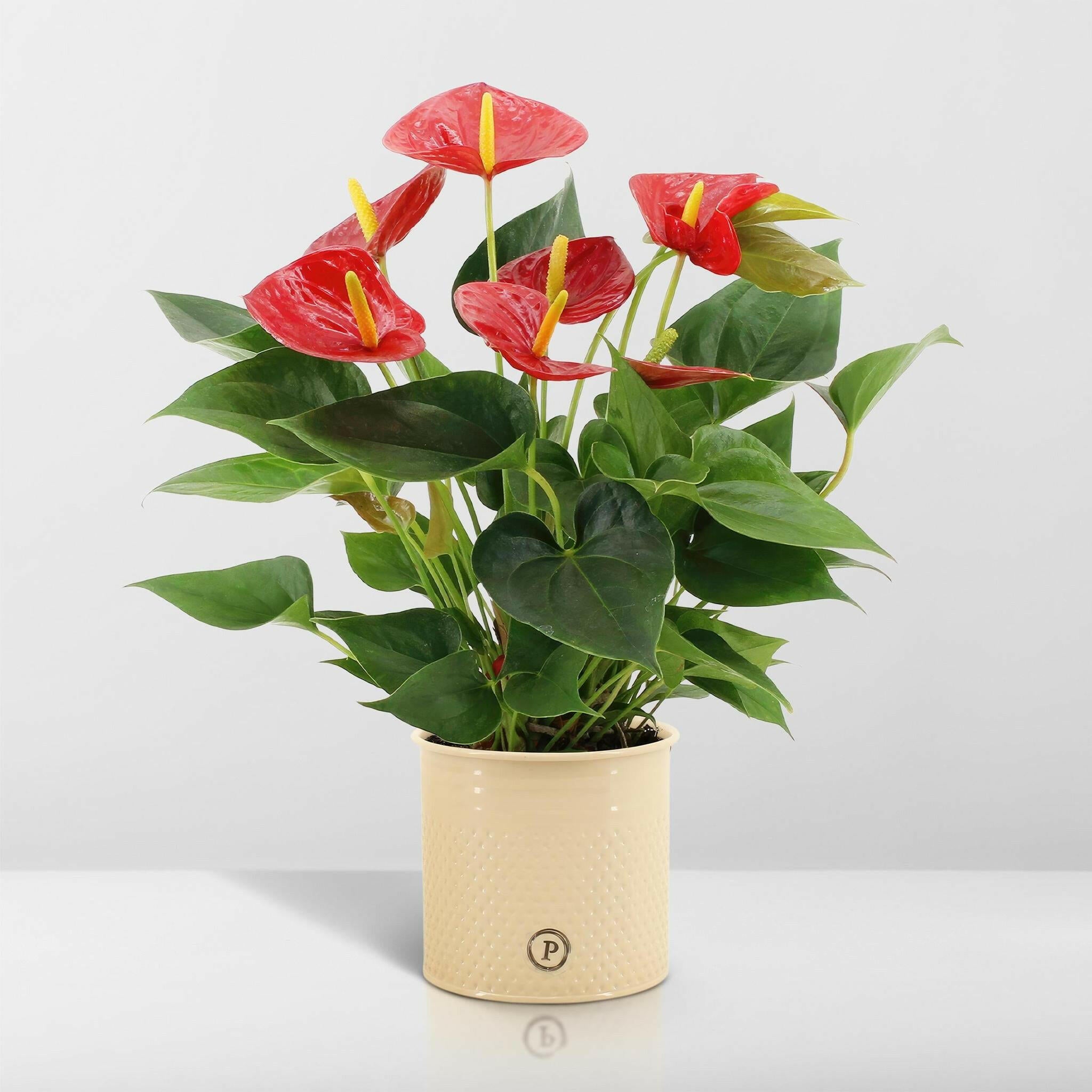 Anthurium Andreanum Diamant Rode Bloem met PURE Zinken Pot - 45 cm - Ø12 Sierplantenshop .