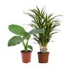 Dypsis Lutescens en Alocasia Macrorrhiza Duo Set - 2 Stuks - Ø17cm - Hoogte 50-60cm Sierplantenshop .