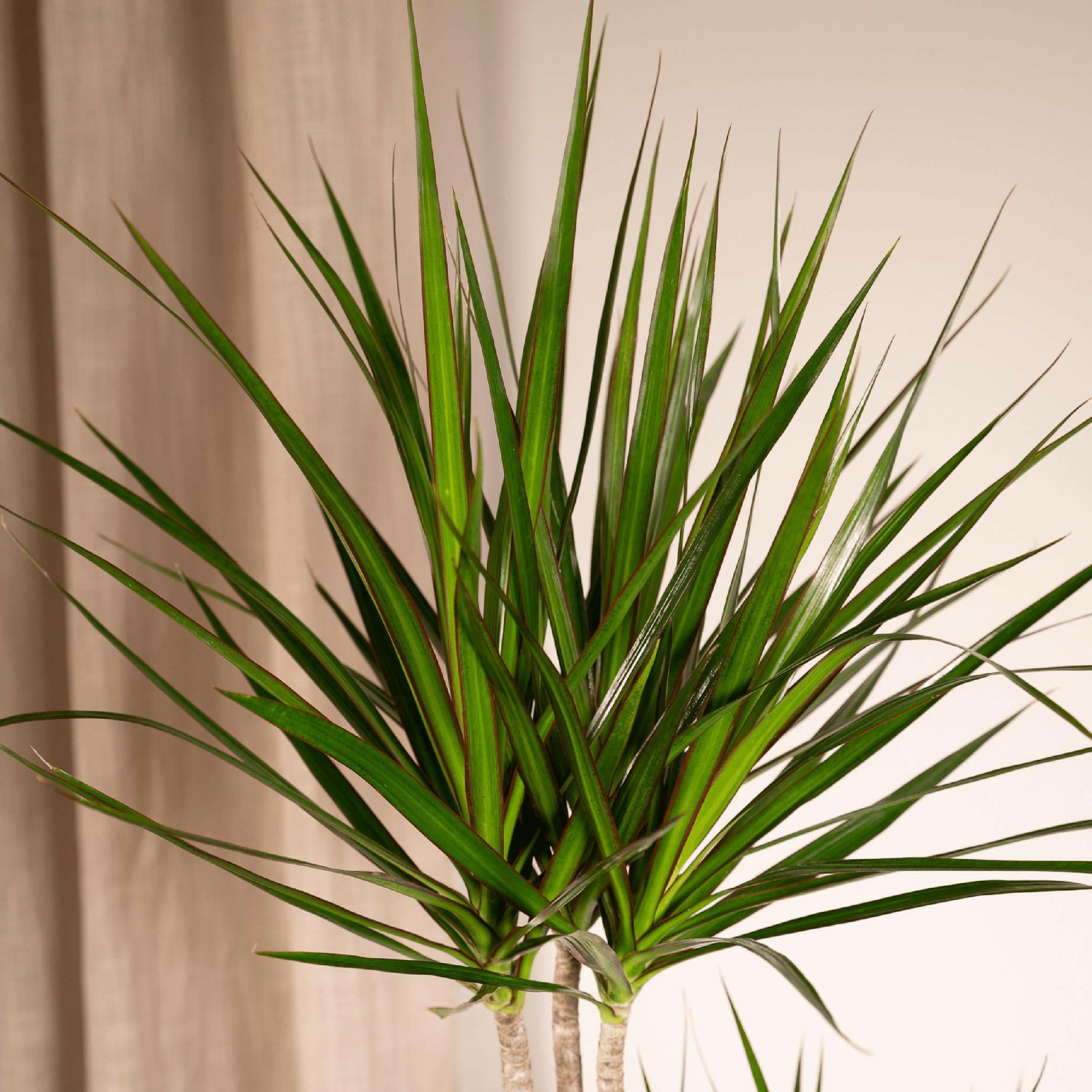 Elegante Dracaena Marginata - Ø19cm - Hoogte 100cm - Tropische Sfeer voor Uw Interieur Sierplantenshop .