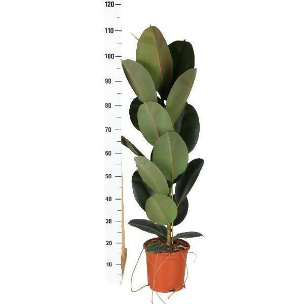 Ficus elastica Robusta - Ø21cm - ↕90cm in Vibes ROZE pot voor een stijlvolle en luchtzuiverende touch Sierplantenshop .