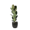 Ficus Elastica Robusta - Ø21cm - ↕90cm in ANTRACIET Boule pot Sierplantenshop .