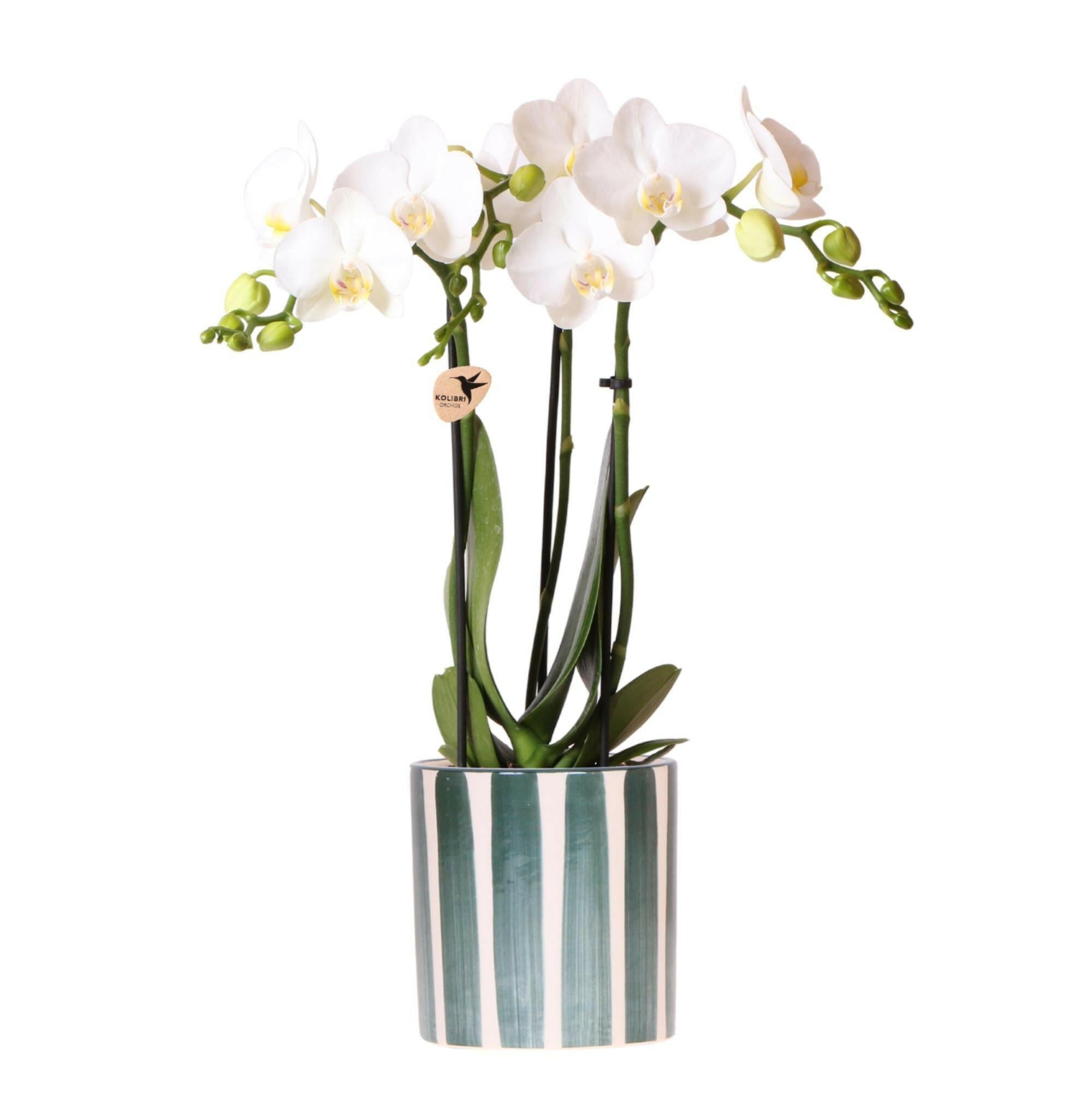 Phalaenopsis Witte  Orchidee Amabilis in Groene Streepjespot - Ø9cm -↕35cm  Bloeiende Kamerplant Rechtstreeks van de Kweker | Sierplantenshop 