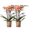 Phalaenopsis Bolzano COMBI DEAL - Set van 2 Oranje Orchideeën in Potmaat Ø9cm | Sierplantenshop 