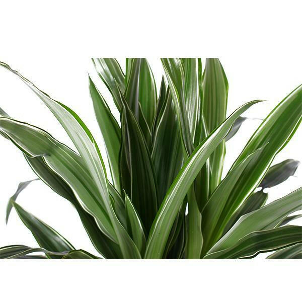 Dracaena Warneckii - Elegante Kamerplant Ø21cm - ↕65cm Sierplantenshop .