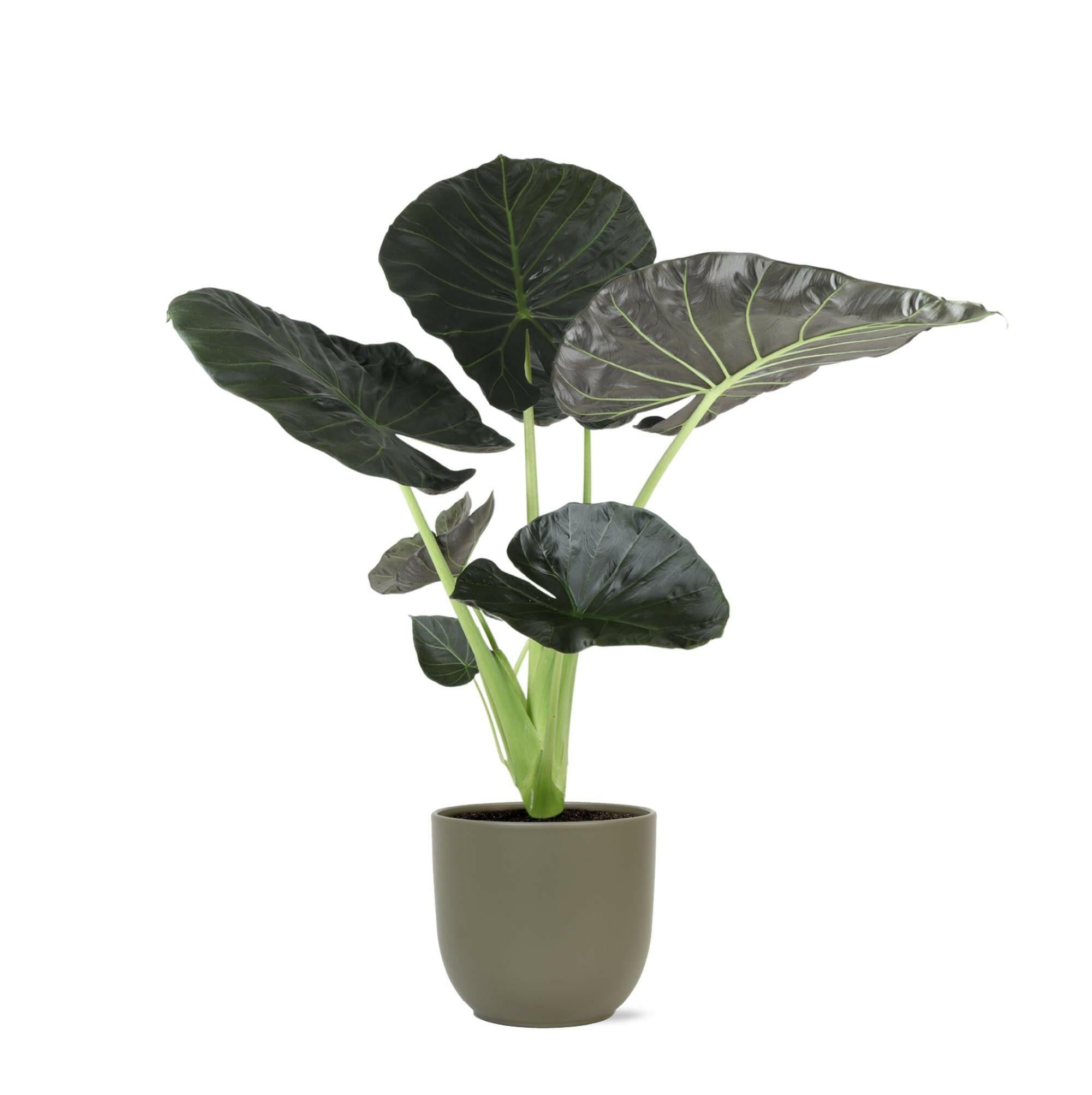 Alocasia Regal Shield in OLIJF Boule Pot - Ø21cm, Hoogte 100cm Sierplantenshop .