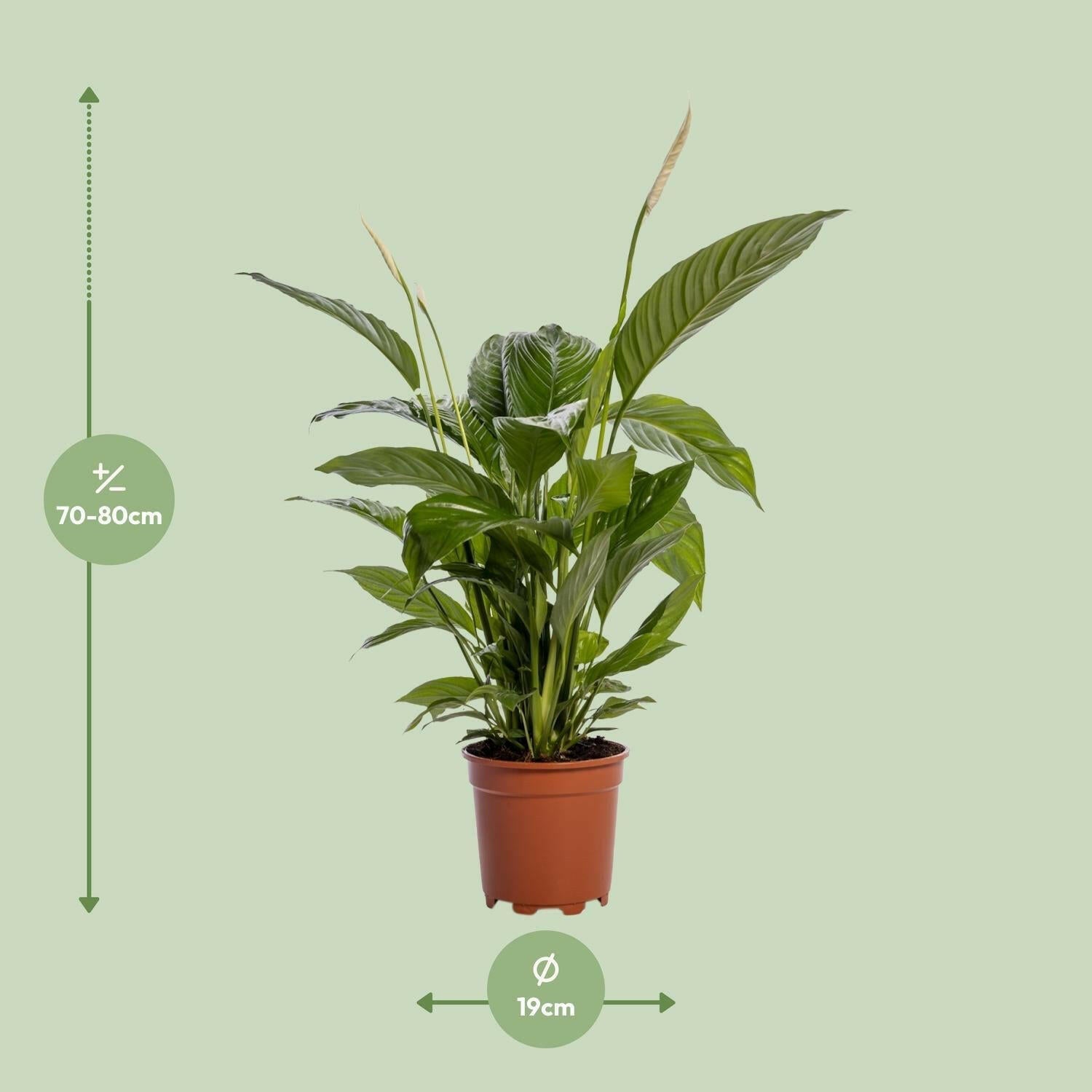 Spathiphyllum Bingo Cupido - Elegante Kamerplant - Ø19cm - Hoogte 80cm Sierplantenshop .