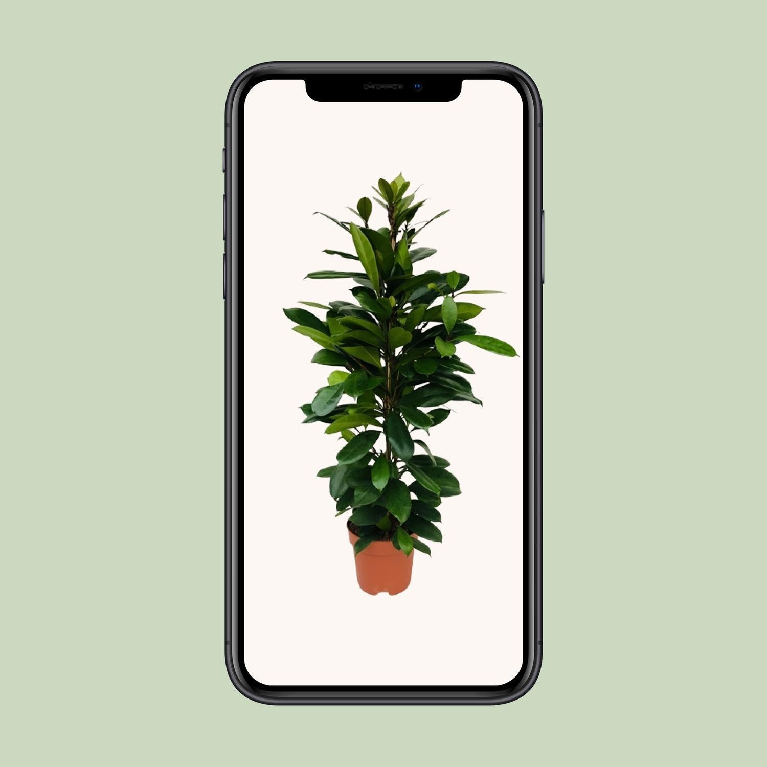 Ficus Cyathistipula - Ø21cm - ↕105cm