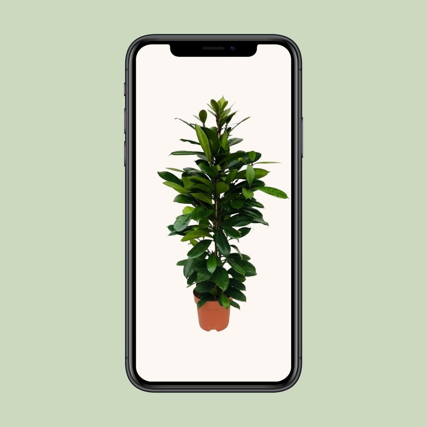 Ficus Cyathistipula - Elegante Kamerplant - Ø21cm - Hoogte 105cm Sierplantenshop .