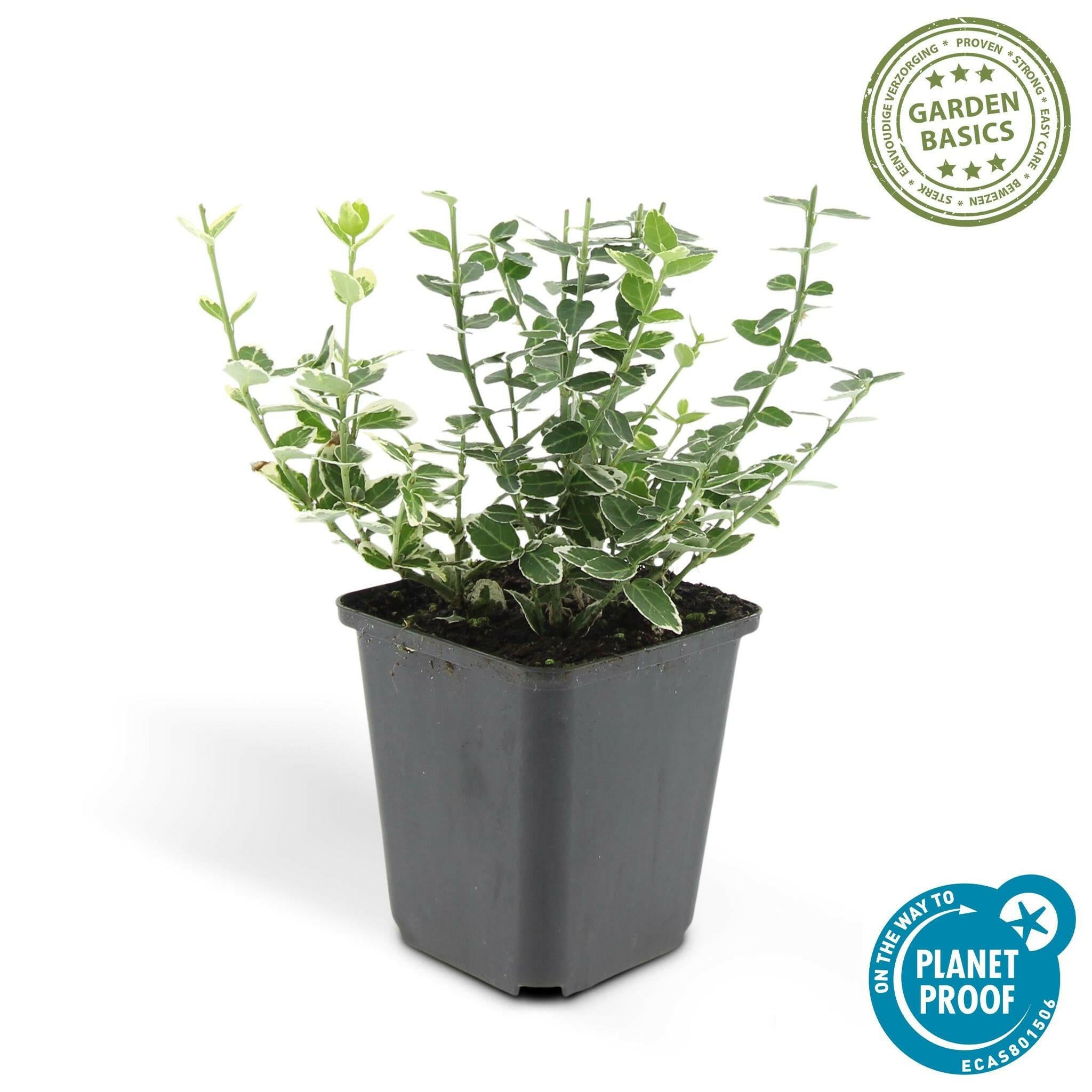 Sierplantenshop - Euonymus 'Emerald 'n Gaity' - Compacte Groene Sierplant - Set van 20 Stuks Sierplantenshop .