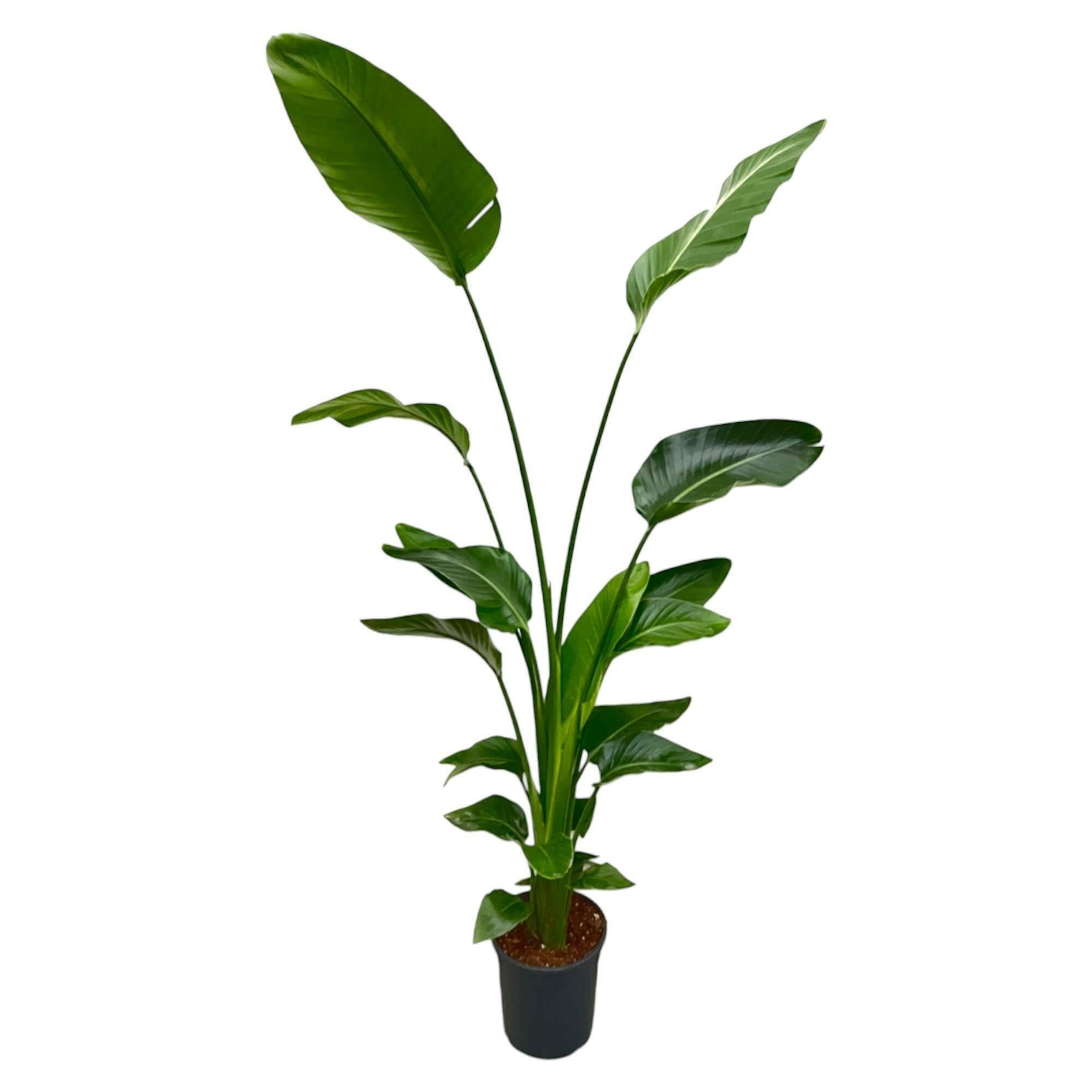 Exotische Strelitzia Nicolai - 170 cm Hoogte - Tropische Sierplant ⌀27 Sierplantenshop .