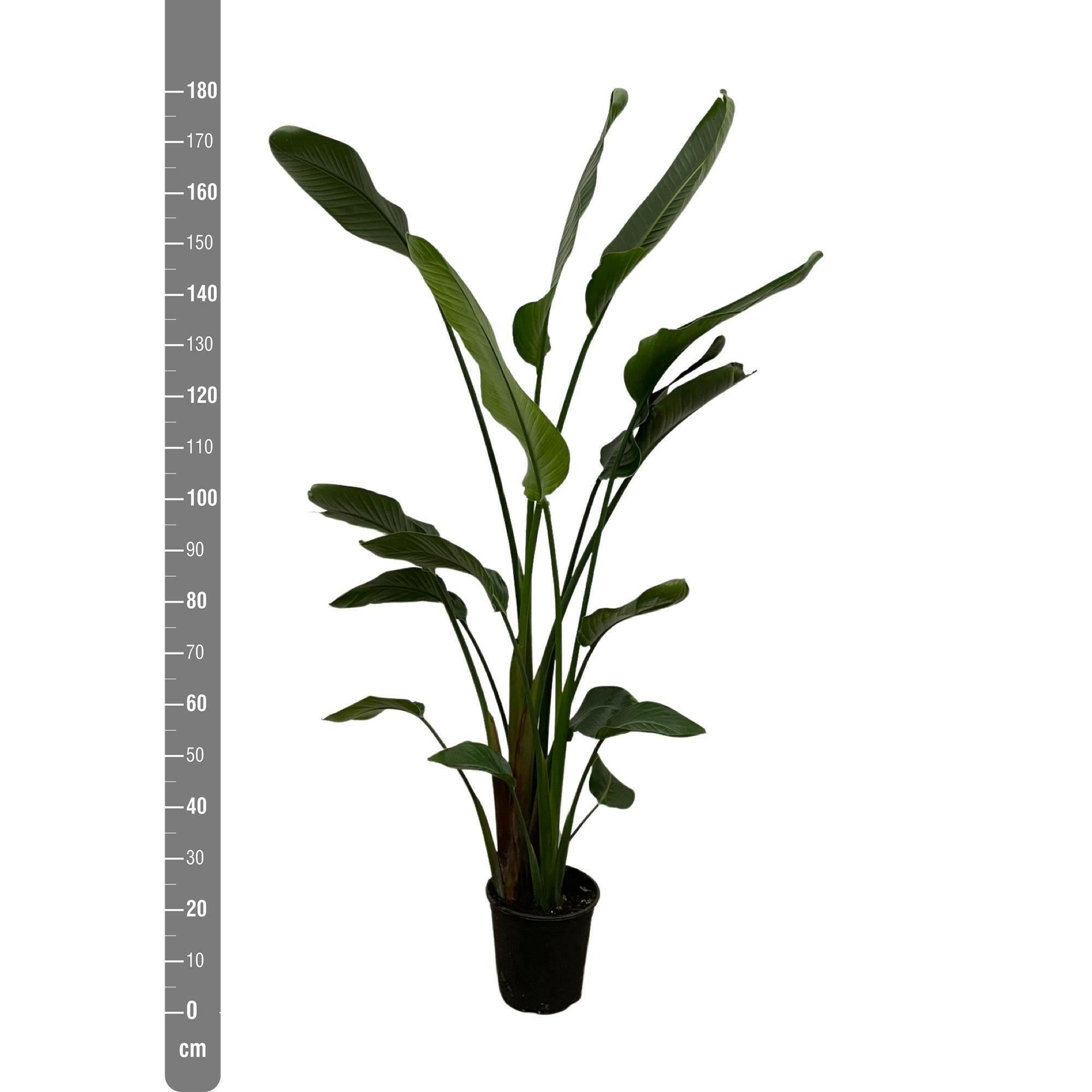 Exotische Strelitzia Nicolai - 170 cm Hoogte - Tropische Sierplant ⌀27 Sierplantenshop .