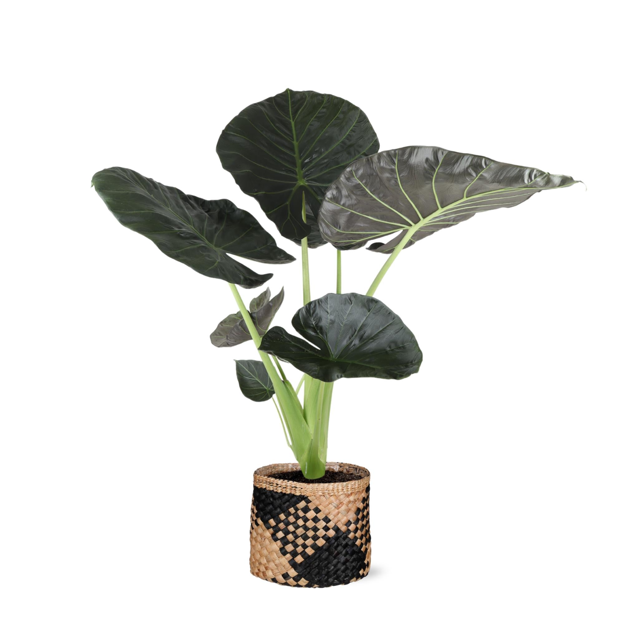 Alocasia Regal Shield Ø21cm - ↕100cm in Albury BLACK mand.