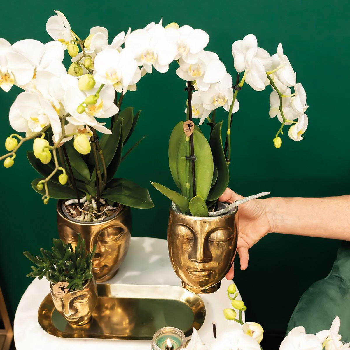 Phalaenopsis Witte Orchideeën Set - Amabilis met Succulent op Gouden Dienblad - Vers van de Kweker - Potmaat Ø9cm | Sierplantenshop 