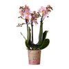 Roze Phalaenopsis Orchidee - Andorra | Kolibri Orchids | Elegant Bloeiende Kamerplant in Ø9cm -↕35cm | Sierplantenshop 