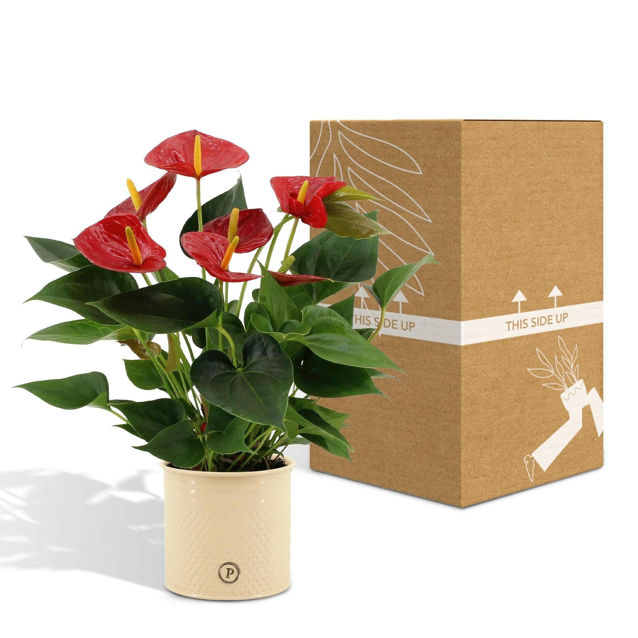 Anthurium Andreanum Diamant Rode Bloem met PURE Zinken Pot - 45 cm - Ø12 Sierplantenshop .