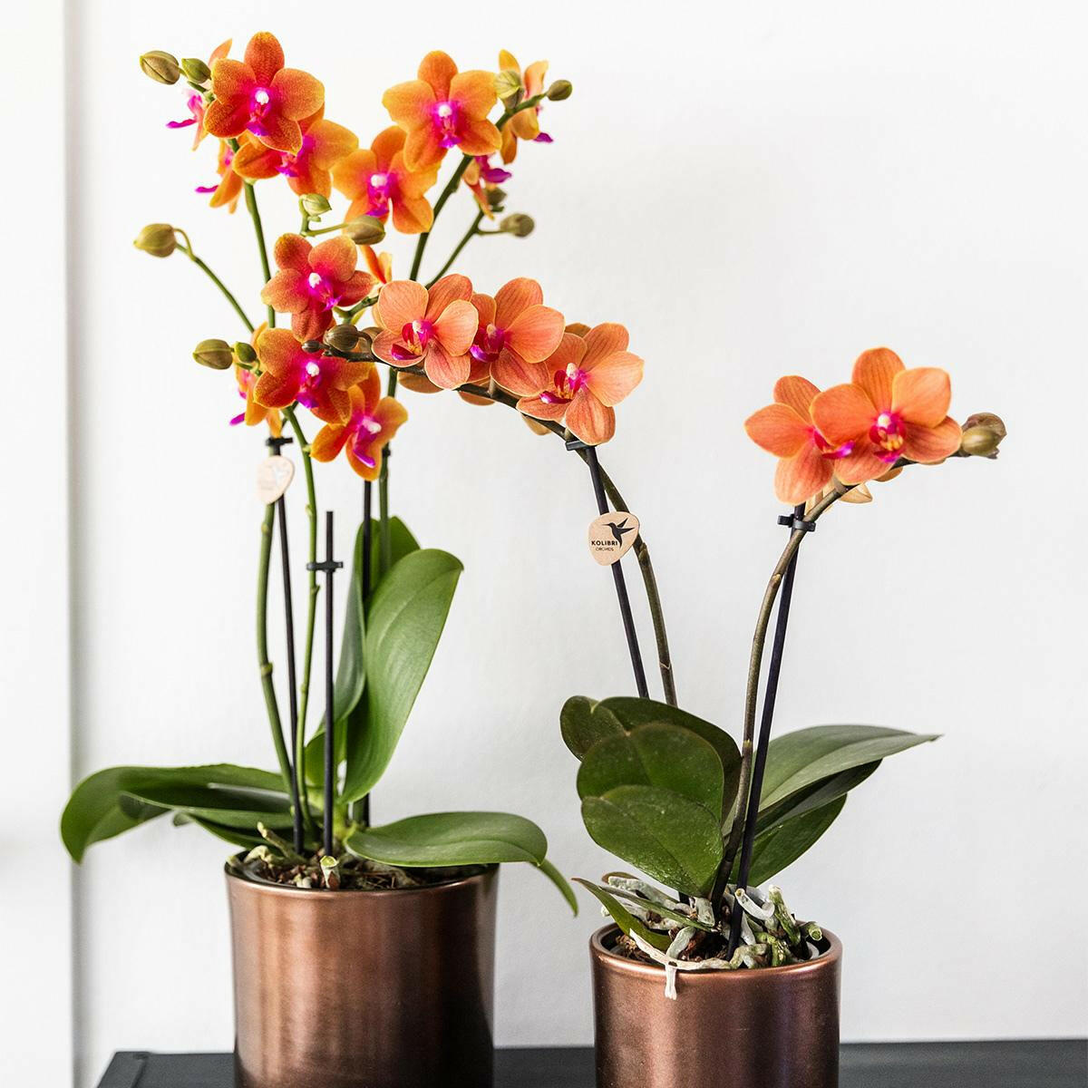 Phalaenopsis Geurige Oranje Orchideeën COMBI DEAL van 2 - Potmaat Ø9cm -↕35cm  Bloeiende Kamerplant Vers van de Kweker | Sierplantenshop 