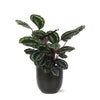 Calathea Medaillon Plantenpot Ø21cm - ↕70cm in Antracietkleurige Boule Sierplantenshop .