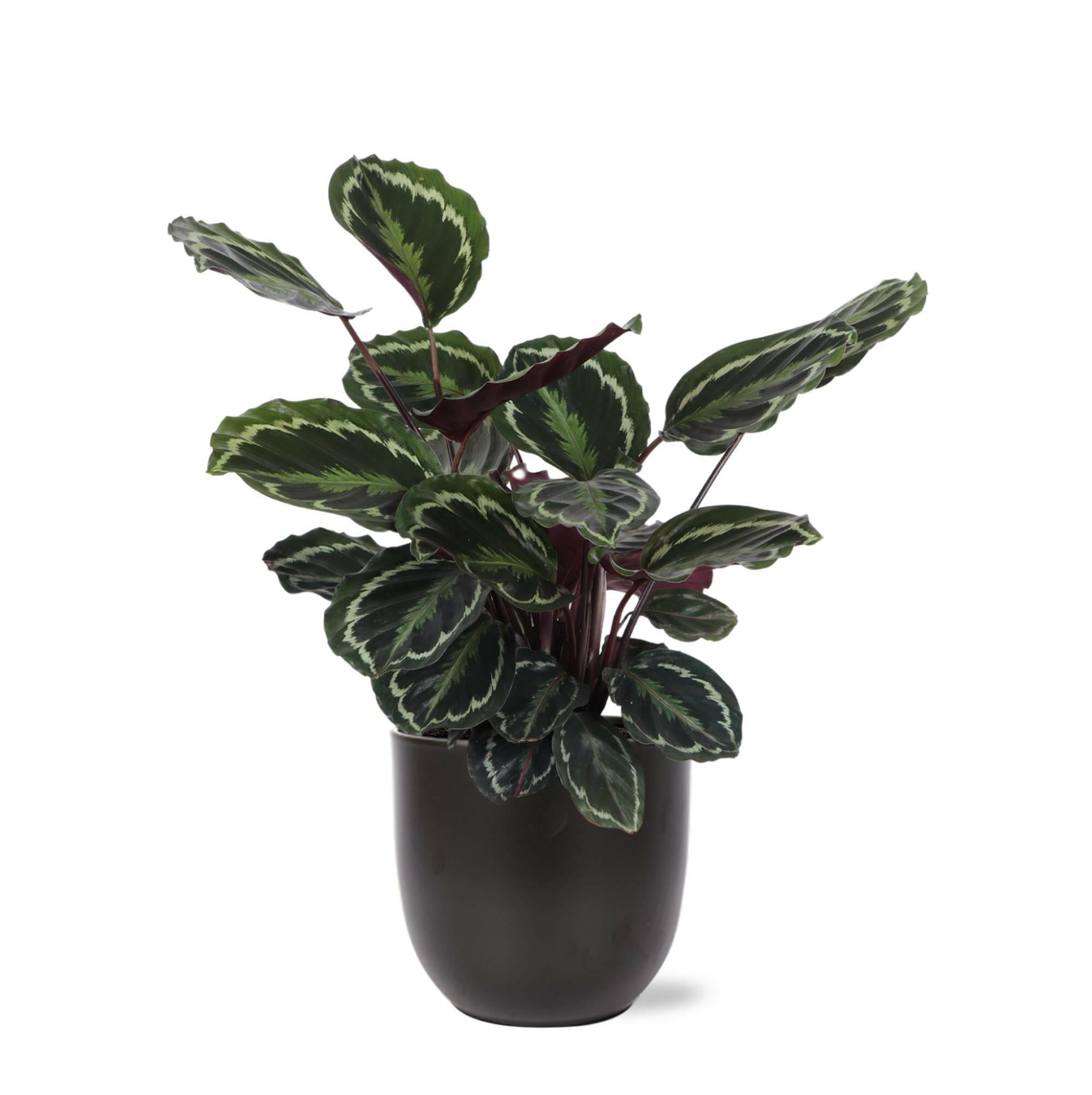 Calathea Medaillon Plantenpot Ø21cm - ↕70cm in Antracietkleurige Boule Sierplantenshop .