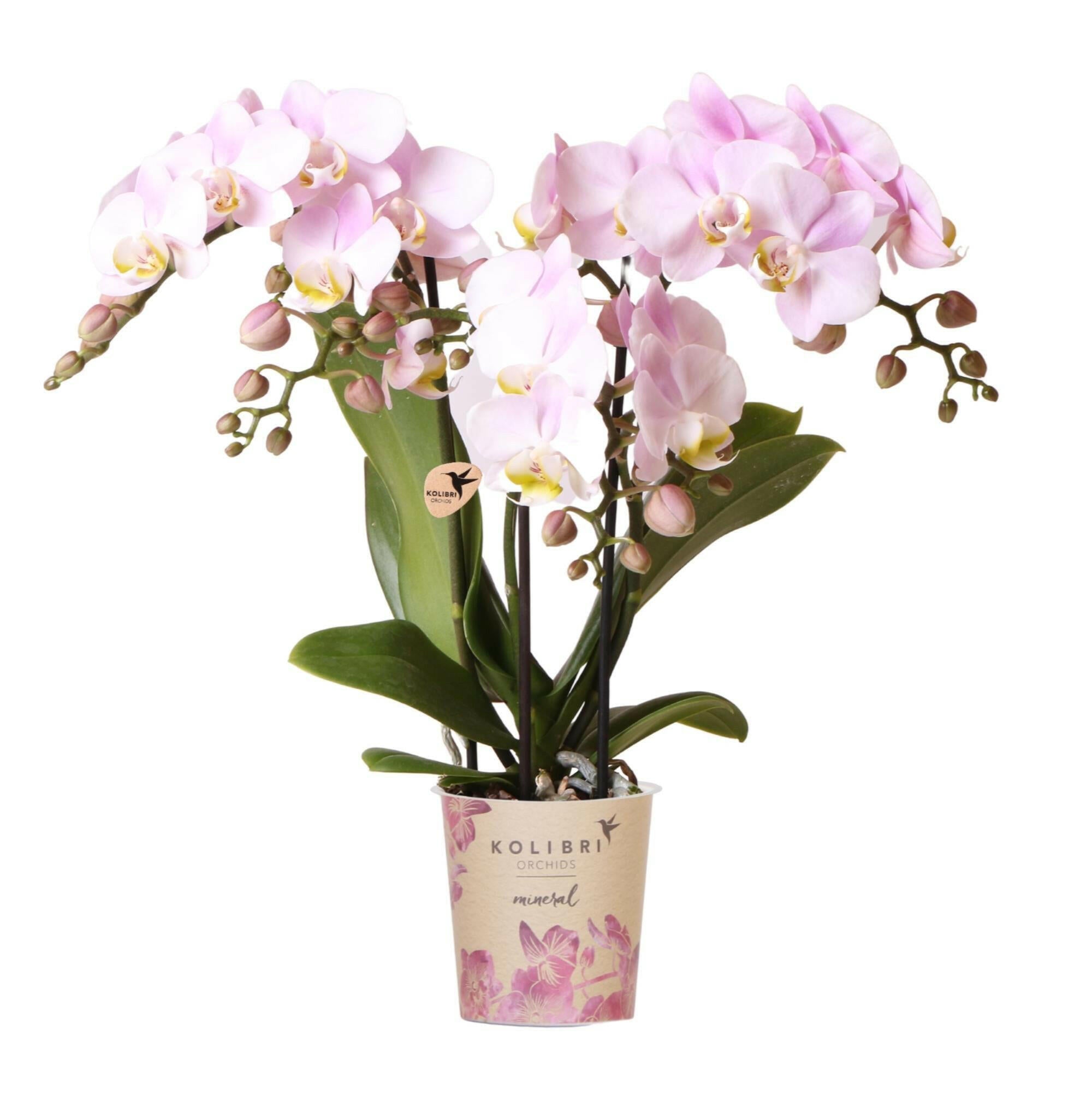 Phalaenopsis Roze  Orchidee 'Portugal' | Bloeiende Kamerplant - Potmaat Ø9cm | Vers van de Kweker | Sierplantenshop 