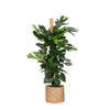 Monstera Deliciosa MOSSTOK in Albury NATURAL mand - Ø27cm - ↕150cm - Exotische Sierplant voor Binnen | Sierplantenshop 