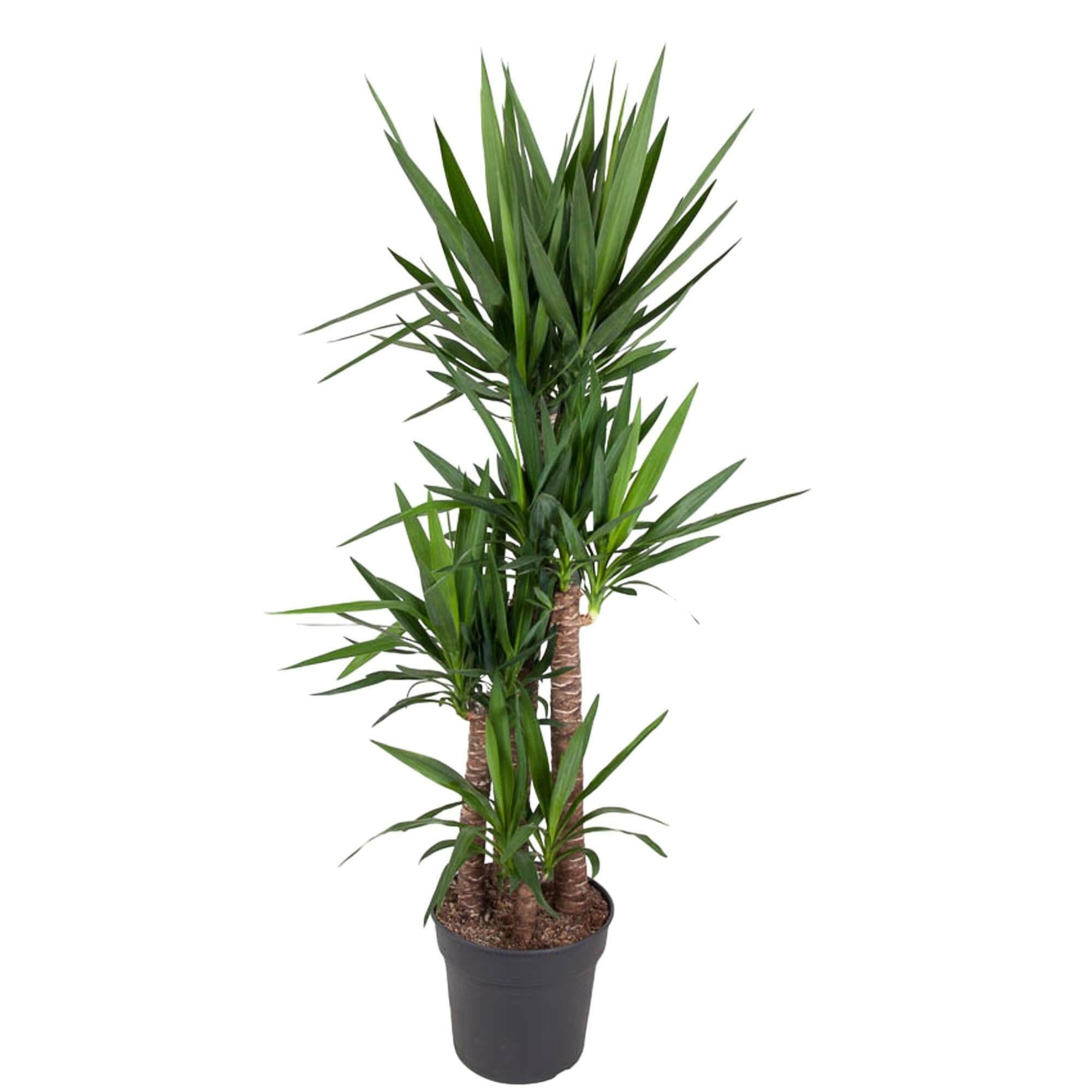 Exclusieve Yucca Elephantipes - 180 cm Hoogte - Ø34 cm Sierplant voor Uw Huis Sierplantenshop .