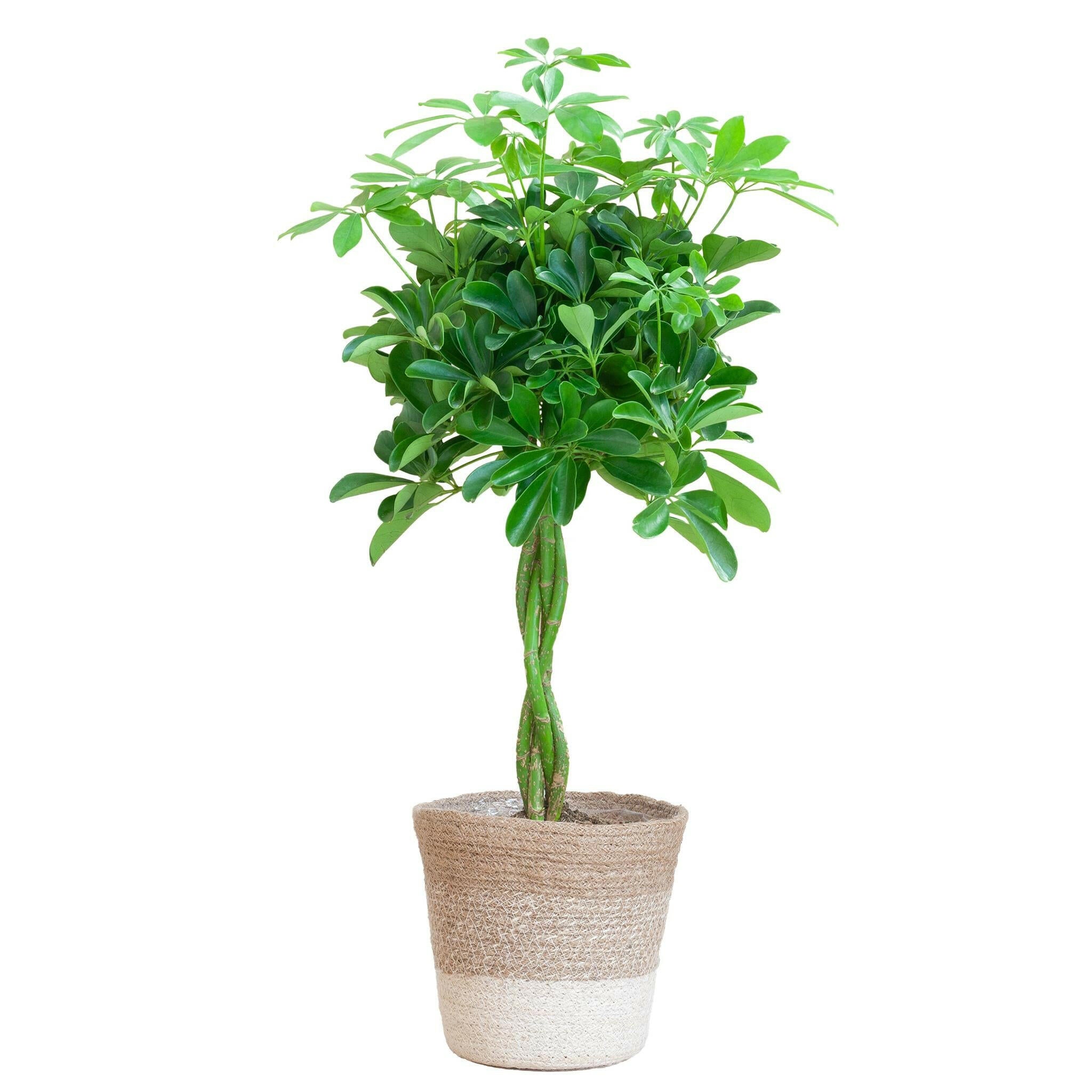 Schefflera Arab Nora in Elegante Witte Lissabon Mand - 80cm Hoogte - Ø19 cm | Sierplantenshop 