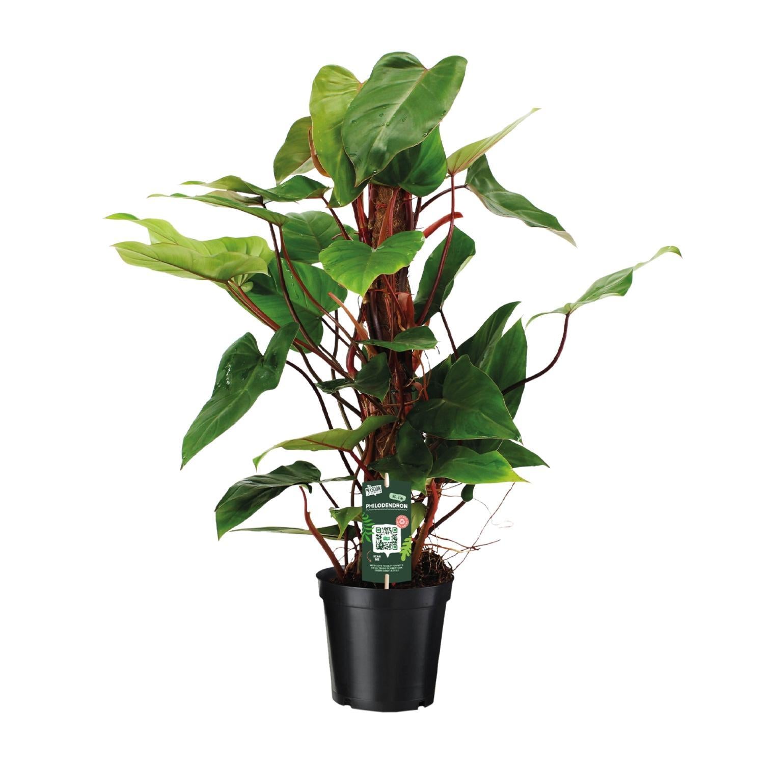Philodendron Red Emerald - Ø19 ↕80