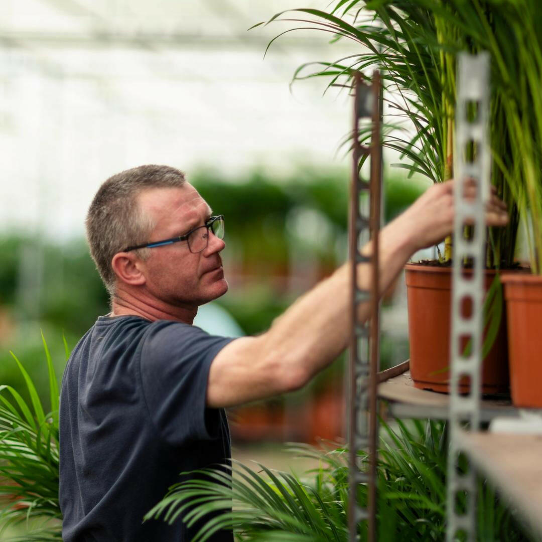 Stijlvolle Yucca Plant met Mand - Hoogte 100 cm - Ø21 cm Sierplantenshop .