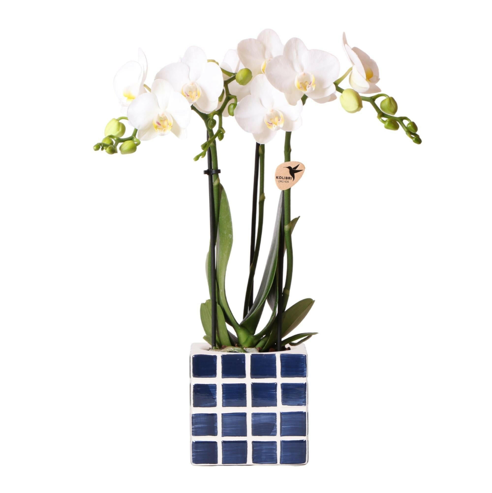 Phalaenopsis Witte  Orchidee 'Amabilis' in Blauwe Mosa Sierpot - Bloeiende Kamerplant Ø9cm | Sierplantenshop 