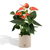 Anthurium 'Prince of Orange' met PURE zinkmand - 45 cm - Ø12 cm Sierplantenshop .