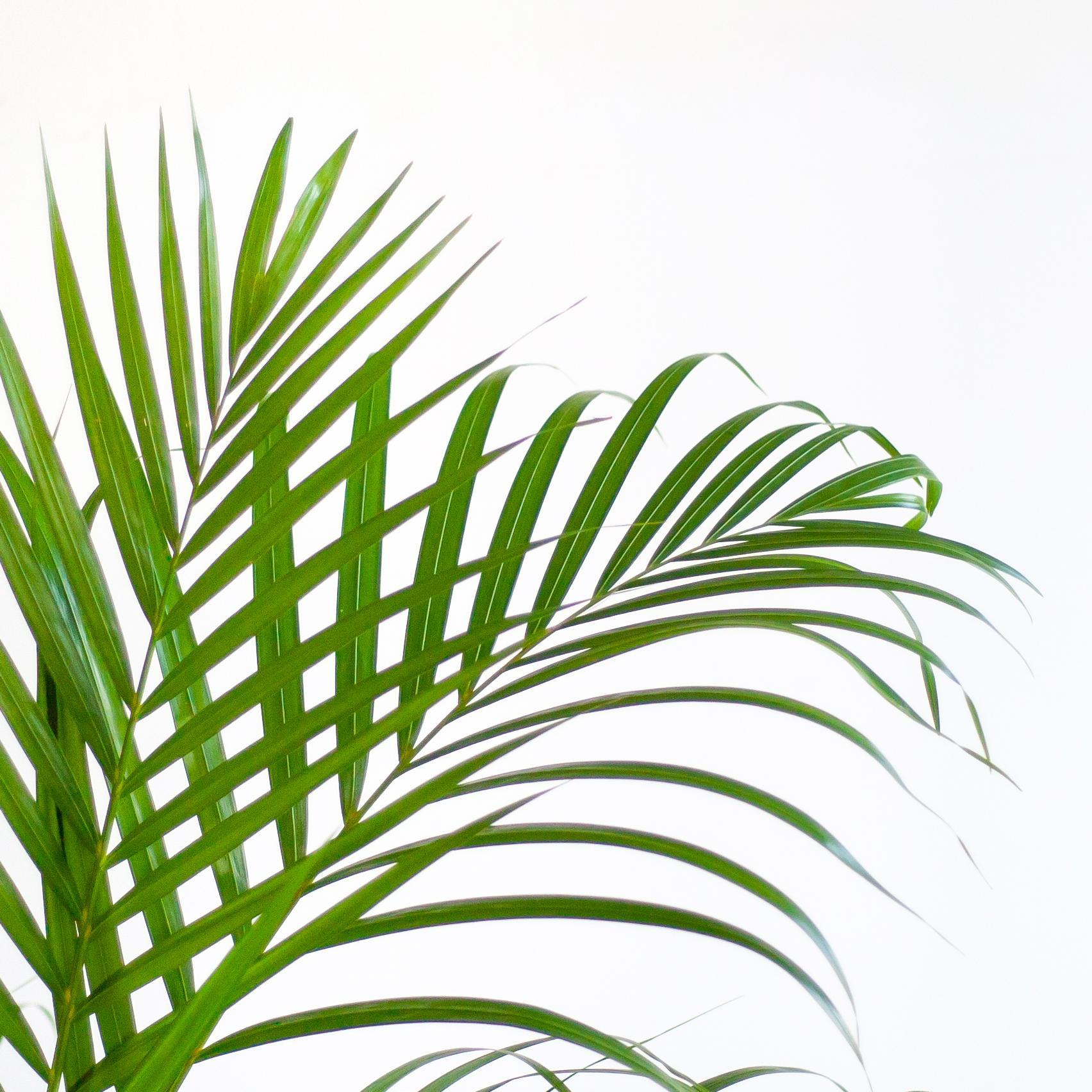 Areca Palm (Dypsis) met Lissabon mand zwart - 100cm - Ø21.