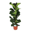 Ficus Lyrata - Vioolbladplant - Ø21cm - ↕90cm Sierplantenshop .