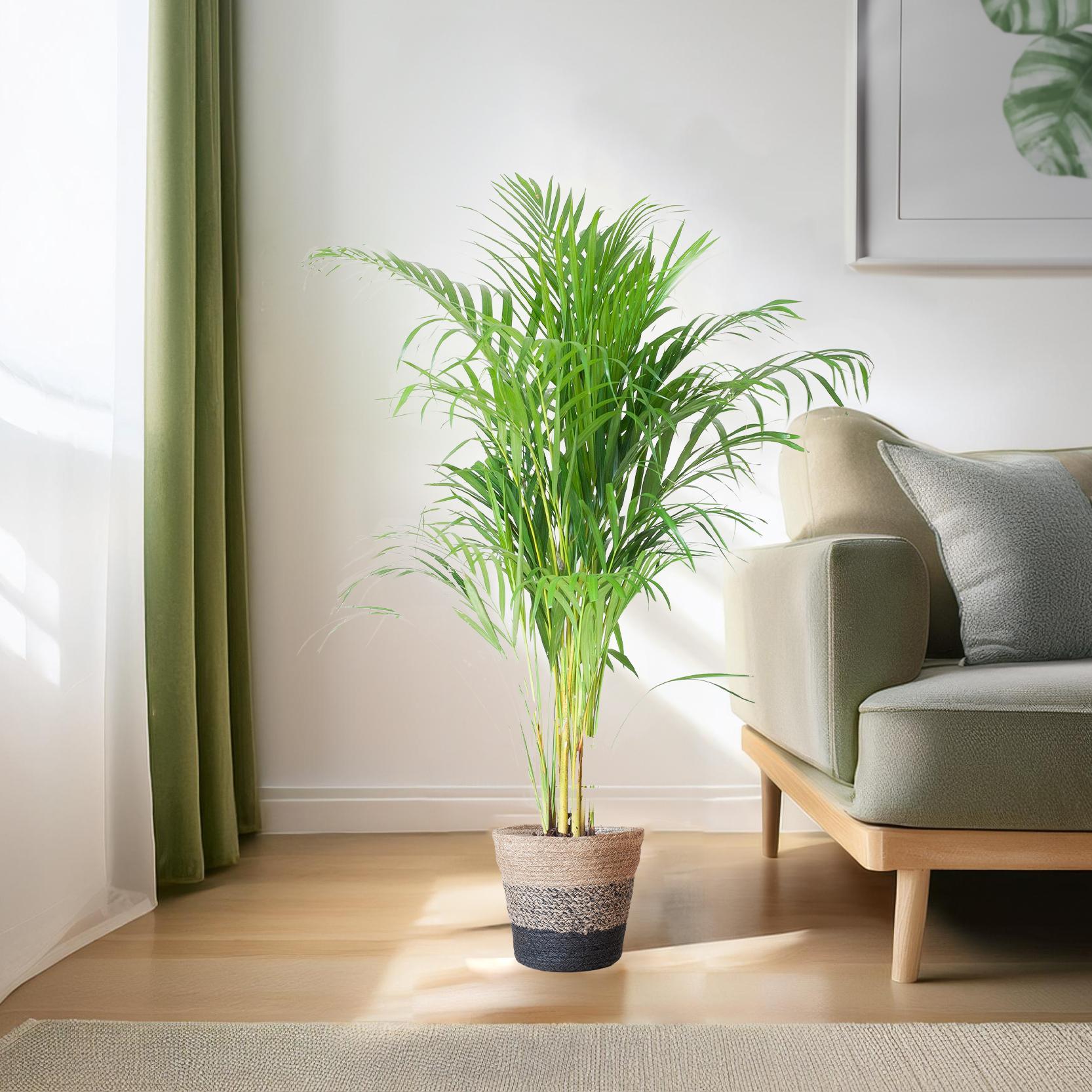 Areca Palm (Dypsis) met Lissabon mand zwart - 100cm - Ø21.