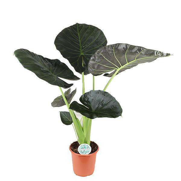 Alocasia Regal Shield Plantenwonder Ø24cm - ↕110cm Sierplantenshop .