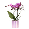 Phalaenopsis Paarse Orchidee 'Vienna' in Lila Gestreepte Pot Ø9cm -↕35cm - Bloeiende Kamerplant Vers van de Kweker | Sierplantenshop 