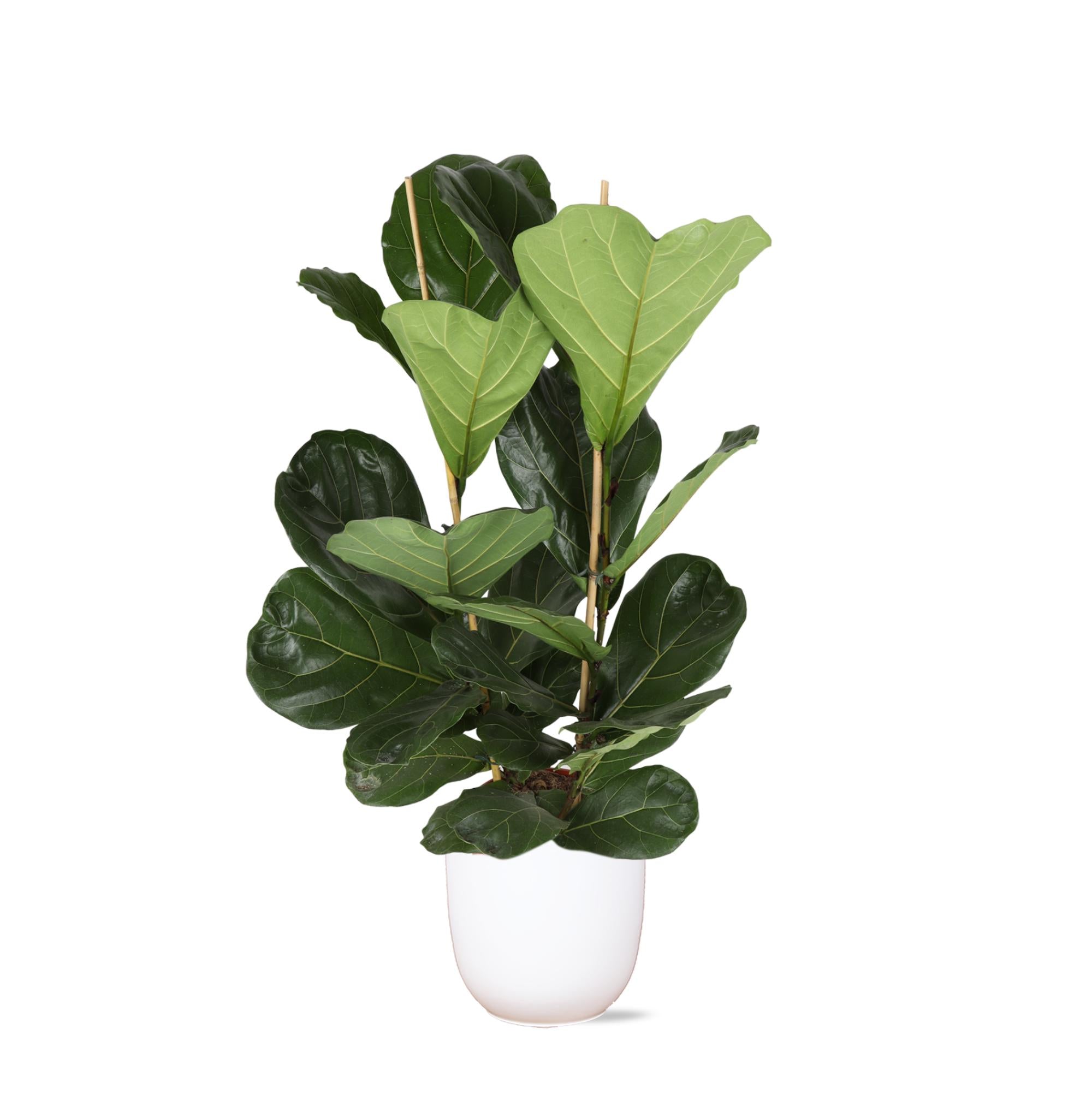 Ficus Lyrata - Ø24cm - ↕120cm  in Boule WIT pot