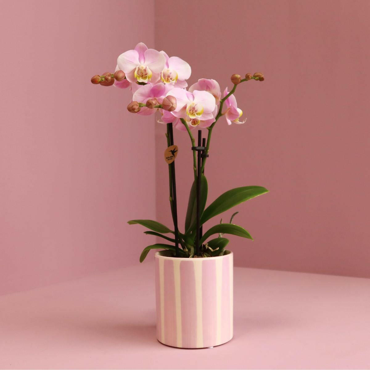 Phalaenopsis Roze  Orchidee ‘Portugal’ in Painted Stripe Pot - Bloeiende Kamerplant Ø9cm -↕35cm  Vers van de Kweker | Sierplantenshop 